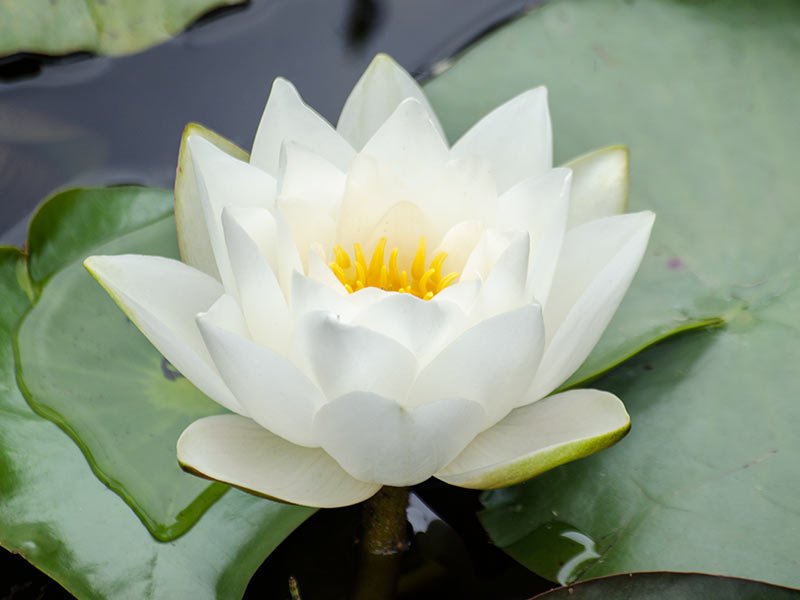 Nymphaea "Virginalis"