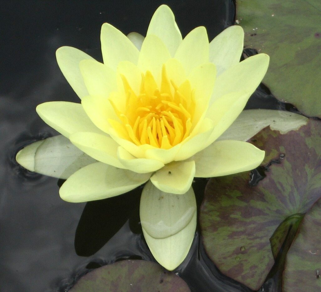 Нимфея "Marciacea Chromatella"