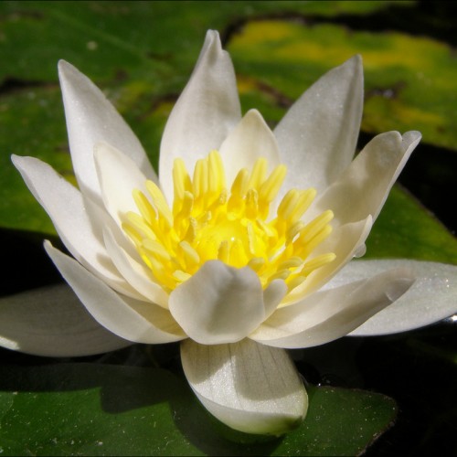 Нимфея "Pygmaea Alba"
